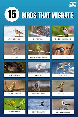 15 Types Of Migrating Birds - A-Z Animals