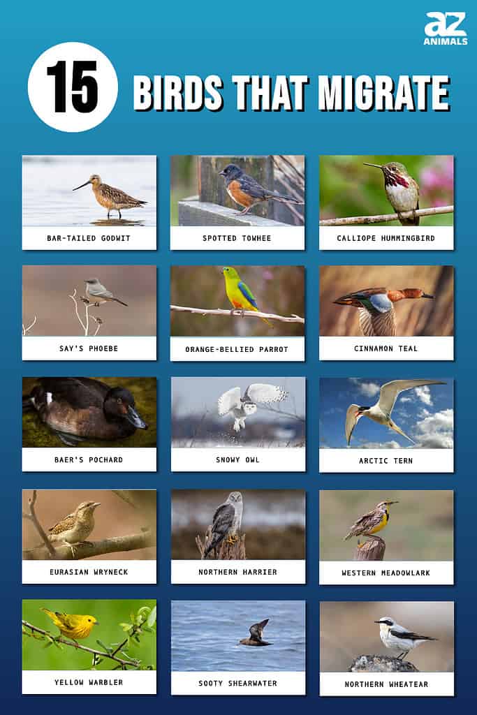 Picture graph of 15 Types of Migrating Birds
