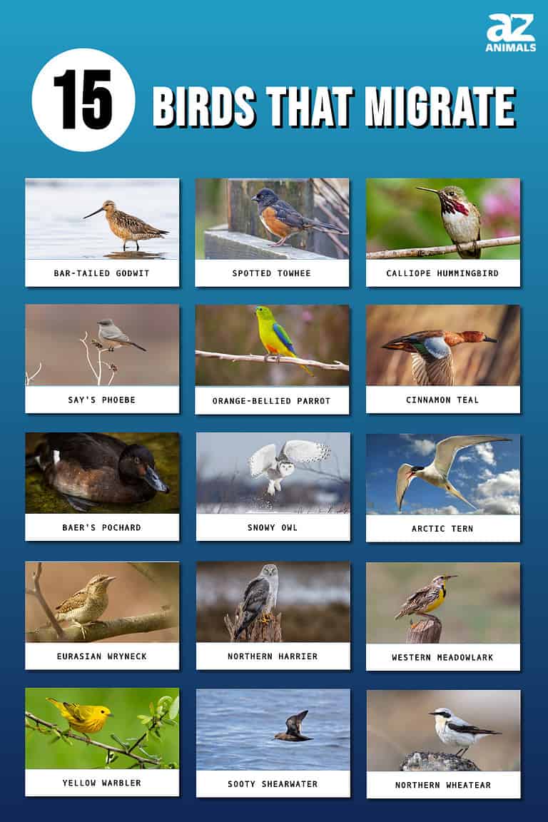 15 Types Of Migrating Birds - A-Z Animals