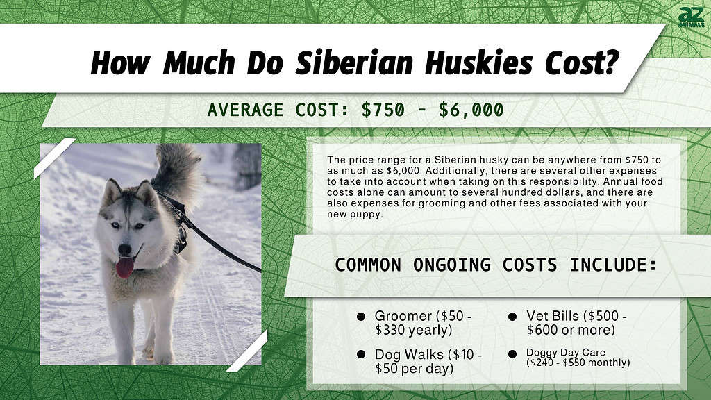 How Much Do Siberian Huskies Cost?  infographic