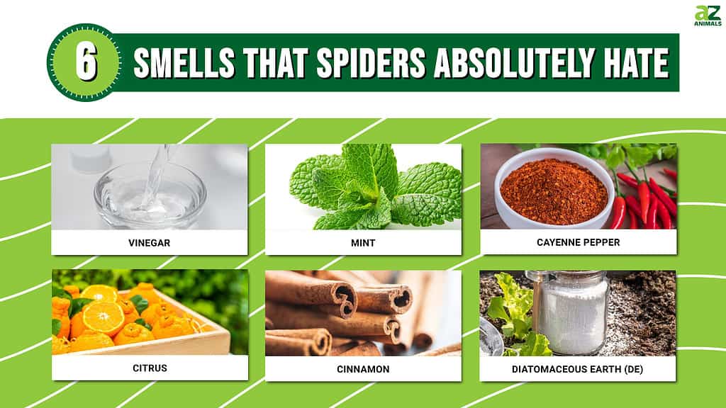 Smells That Spiders Absolutely Hate infographic