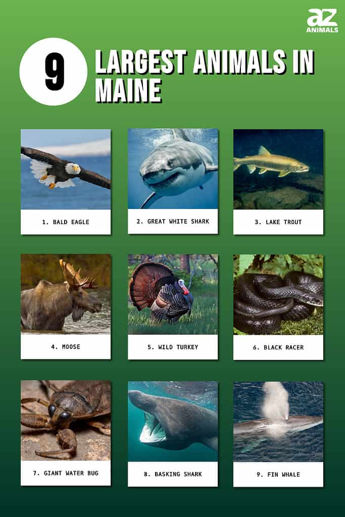 Infographic of 9 Largest Animals in Maine