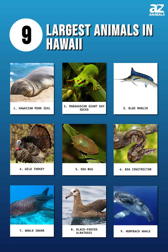 Infographic of 9 Largest Animals in Hawaii