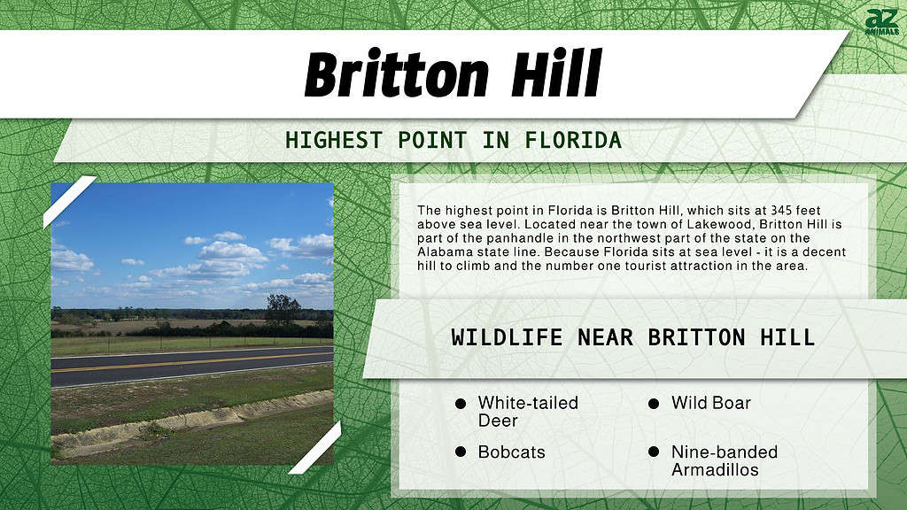 Britton Hill is the Tallest Point in Florida