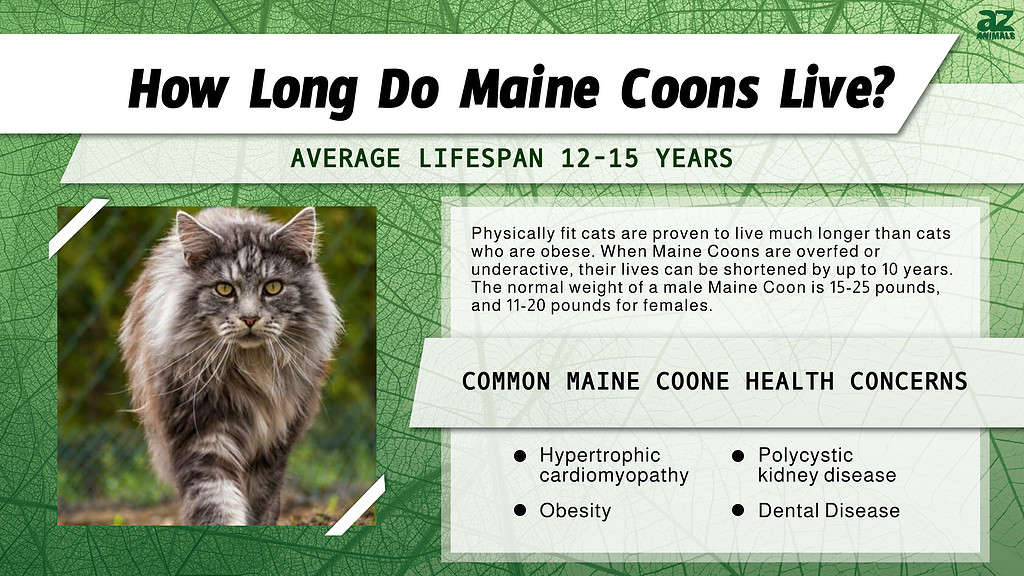 Maine Coon Lifespan: How Long Does a Maine Coon Live? - A-Z Animals