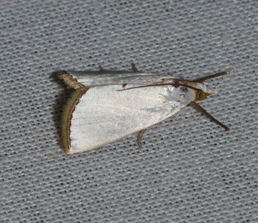 Urola nivalis – snowy urola moth