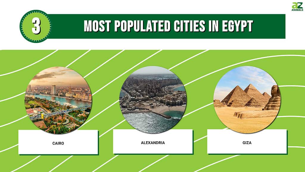 Picture graph of the 3 Most Populated Cities in Egypt