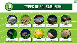 10 Types of Gourami: A Guide on Selecting, Breeding and Caring For Your Fish  Picture