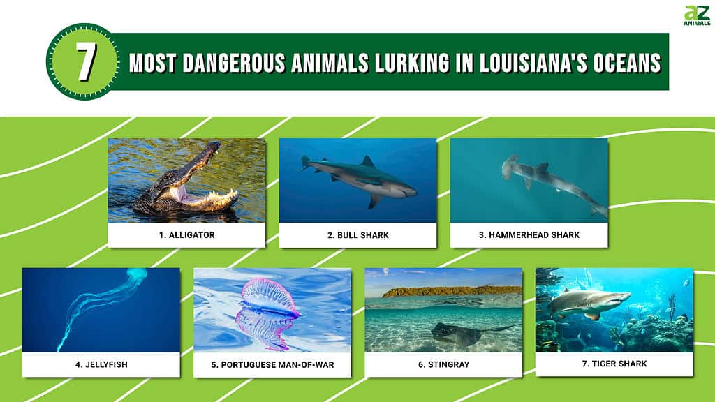 Most dangerous animals in Louisiana ocean