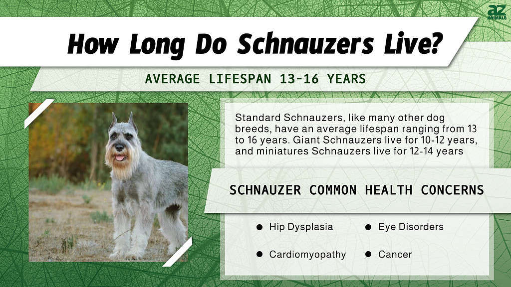 Schnauzer lifespan infographic 