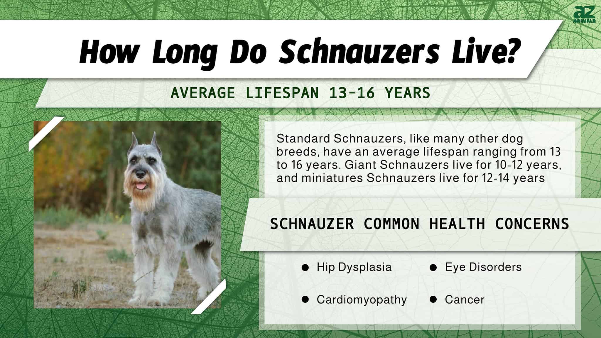 Standard Schnauzer Lifespan: How Long Do Schnauzers Live? - A-Z Animals