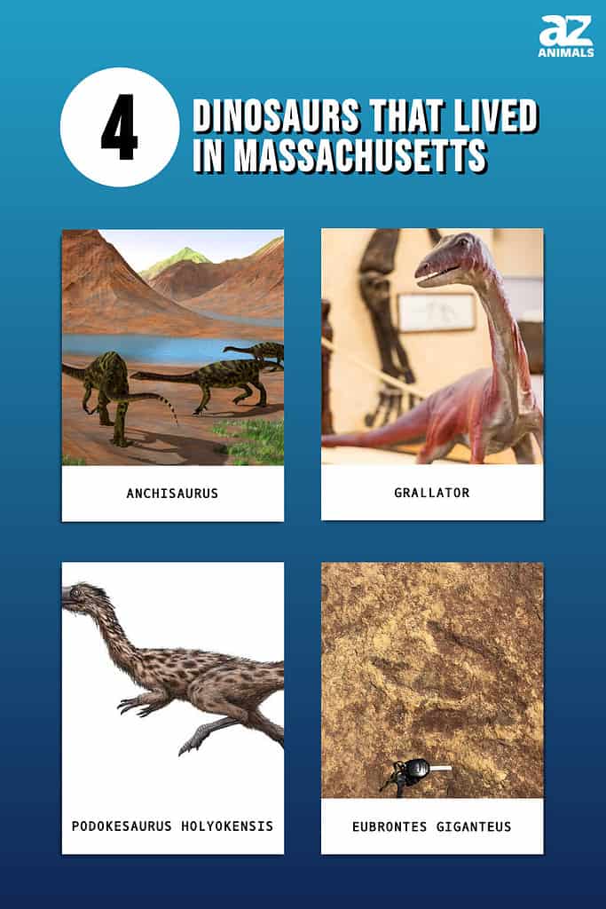 Picture graph of the 4 Dinosaurs That Lived in Massachusetts.