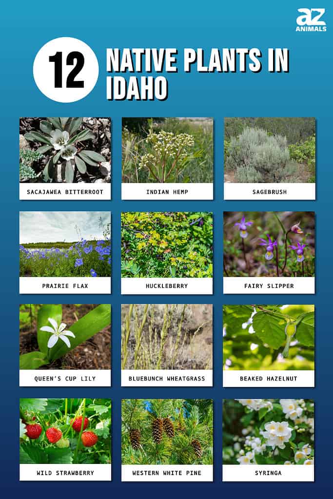 12 Native Plants in Idaho