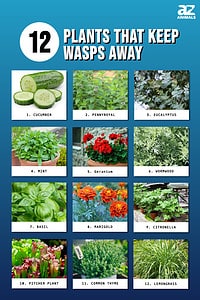 12 Plants That Keep Wasps Away - A-Z Animals