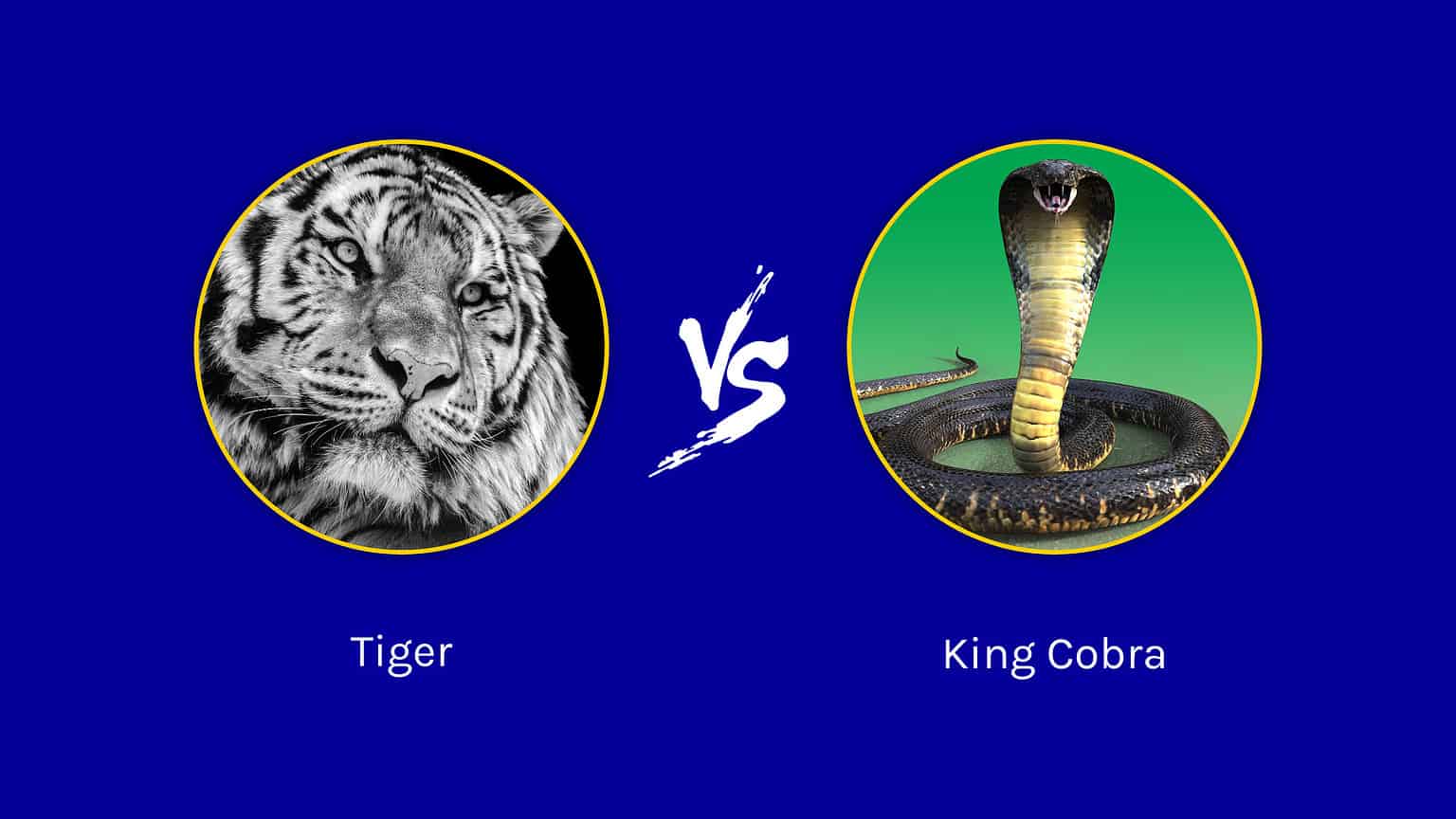 King Cobra vs Tiger: Can The Venomous Snake Take Down the Big Cat in a ...