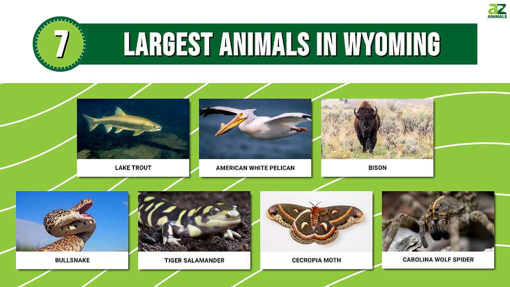Picture graph of the 7 Largest Animals in Wyoming