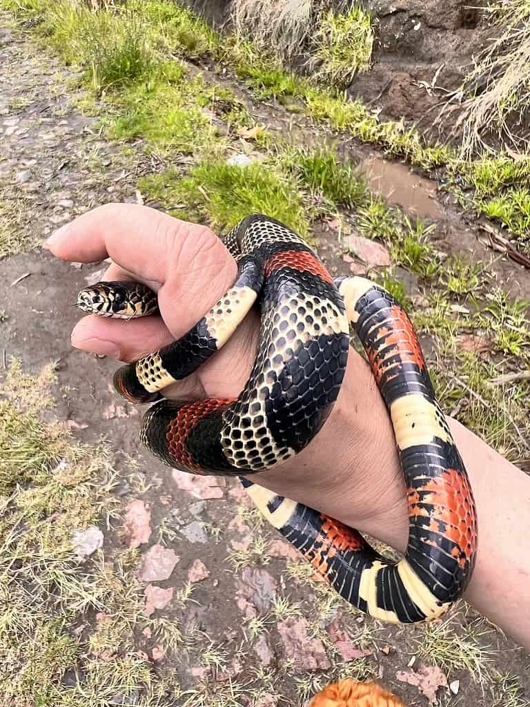 Lampropeltis micropholis, the South American milk snake, presents little to no patterning. If colored scales are present, they are usually dominated by black ticking.