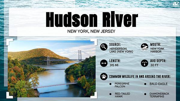 What Lives At The Bottom Of The Hudson River AZ Animals