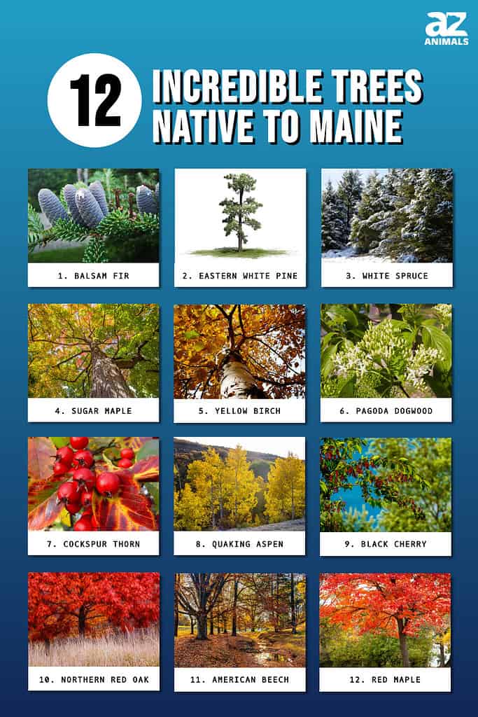 Infographic of 12 Incredible Trees Native to Maine