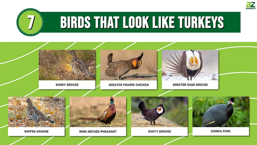Birds That Look Like Turkeys infographic