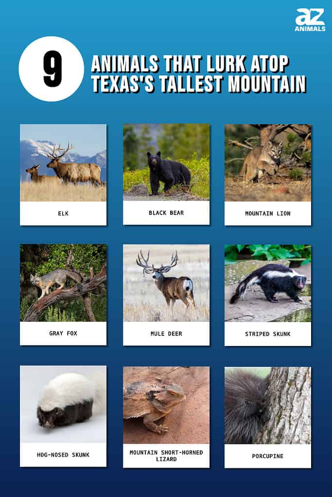 9 Animals That Lurk Atop Texas's Tallest Mountain