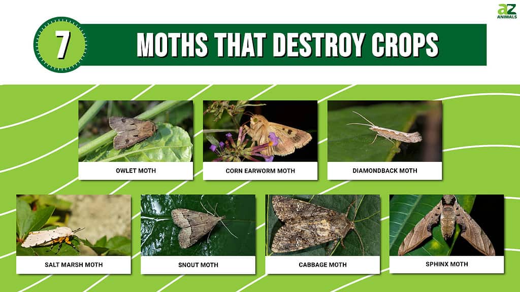 Discover The 7 Moths That Destroy Crops - A-Z Animals