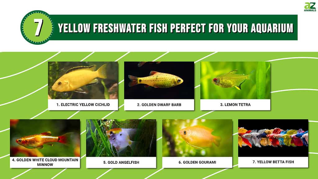 7 Yellow Freshwater Fish Perfect for Aquariums