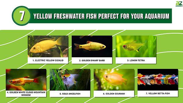 7 Yellow Freshwater Fish Perfect for Your Aquarium - A-Z Animals