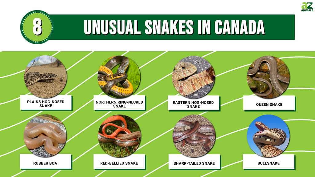 Unusual Snakes in Canada infographic