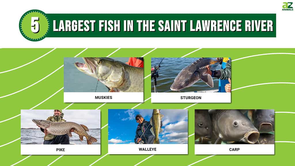 River Monsters The 5 Largest Fish In The Saint Lawrence River A Z