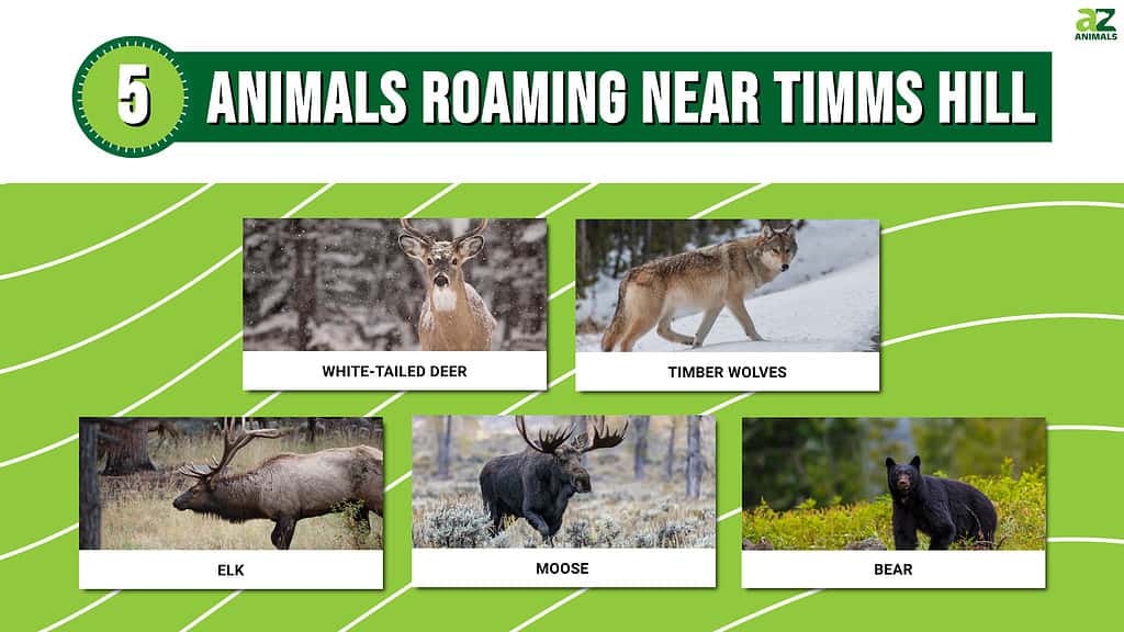 Picture graph of 5 Animals Roaming Near Timm's Hill, Wisconsin's Highest Point.