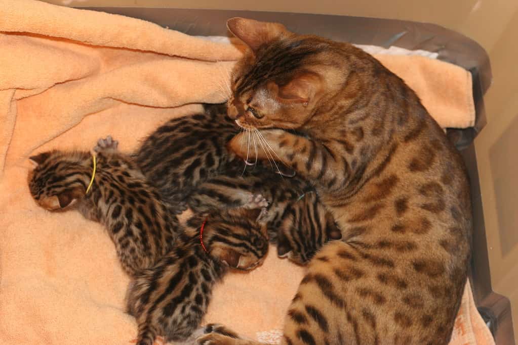 2 week old Bengal kittens. Bengal cat progression.