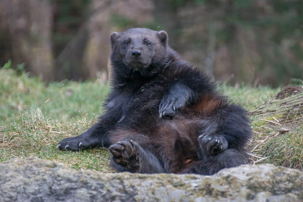 largest zoos in Canada