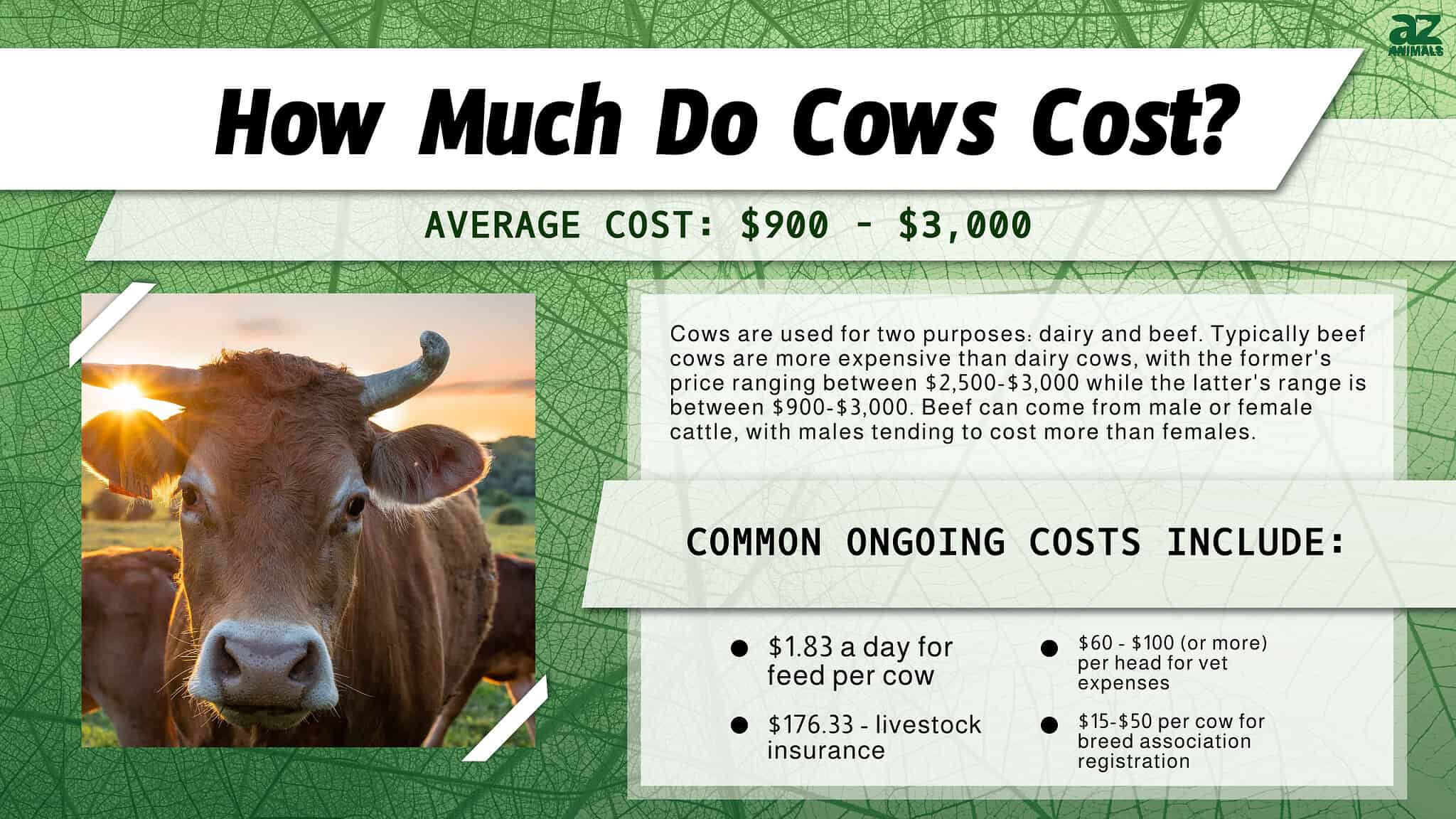 Cow Prices In 2024 Purchase Cost Supplies Food And More A Z Animals   2094593487e51e8923c39dff91bb4d7a77919834 2048x1152 