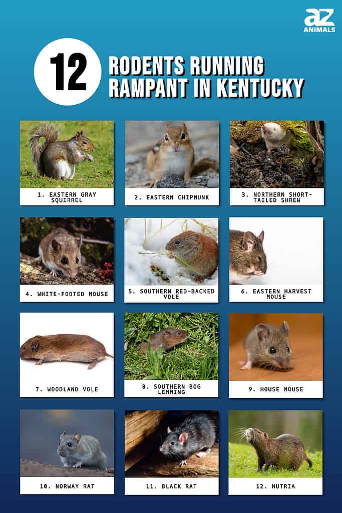 12 rodents running rampant in Kentucky