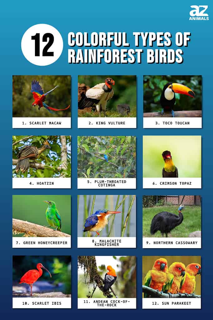 Infographic of 12 Colorful Types of Rainforest Birds