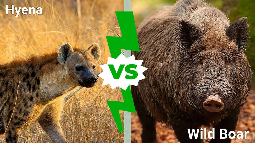 Hyena vs. Wild Boar
