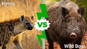 Hyena vs. Wild Boar: Which Animal Would Win a Fight? Picture
