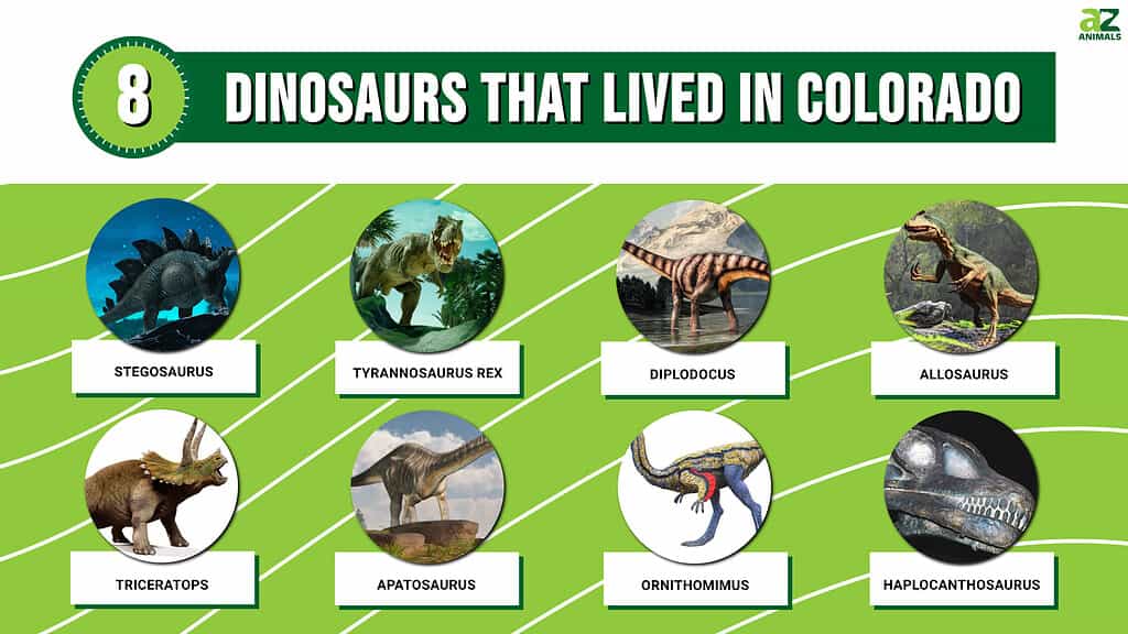 Picture graph of the 8 Dinosaurs That Lived in Colorado.