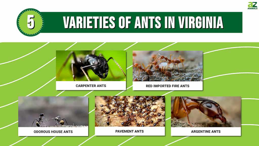 Varieties of Ants in Virginia infographic