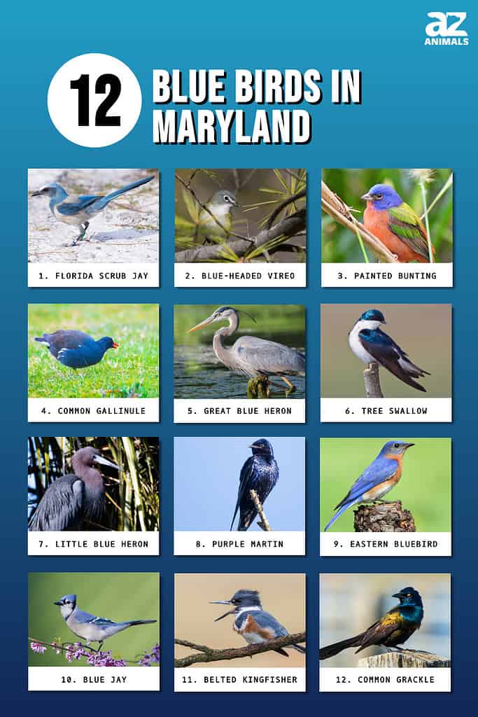 Infographic of 12 Blue Birds in Maryland 