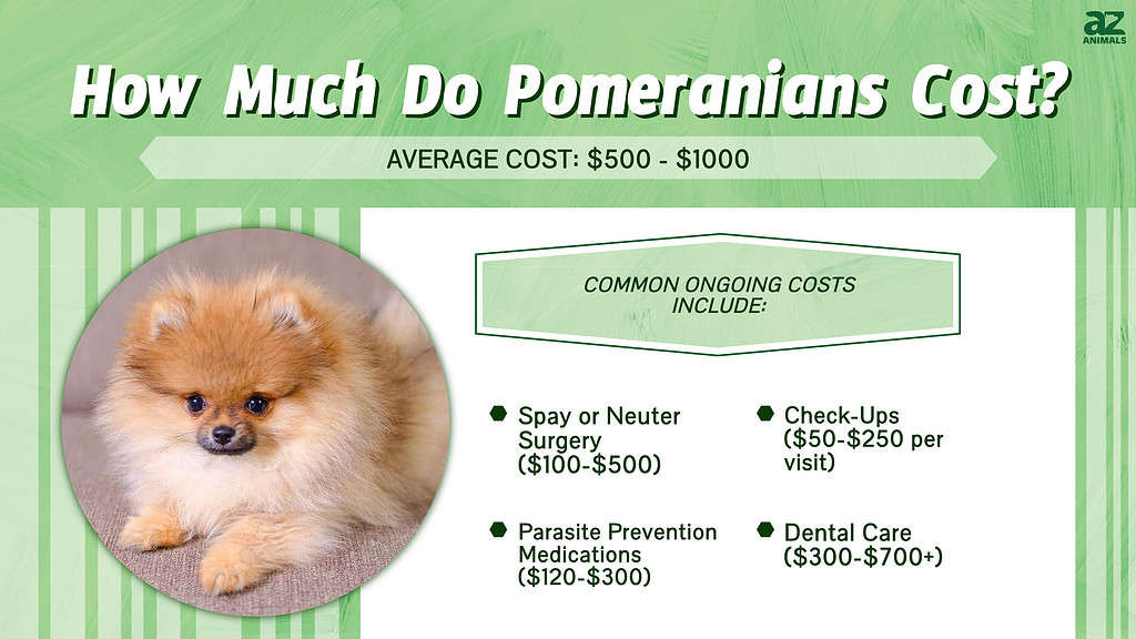 How Much Do Pomeranians Cost?  infographic