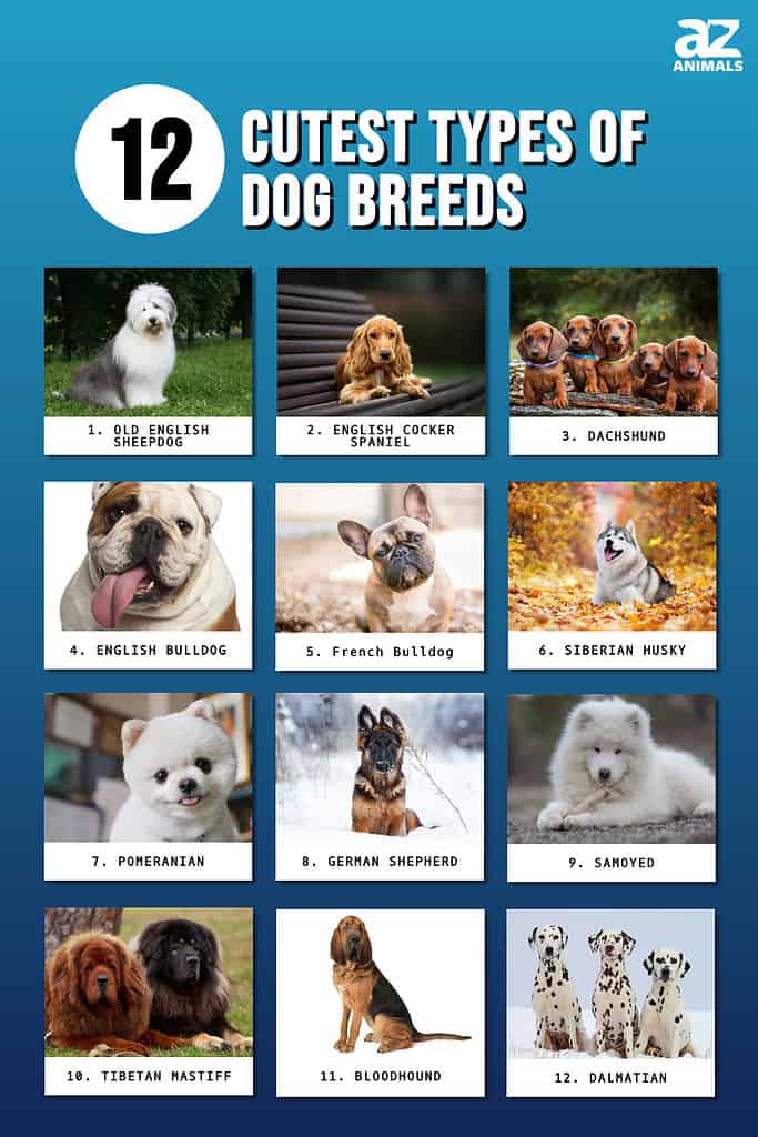 cute dog breeds with names