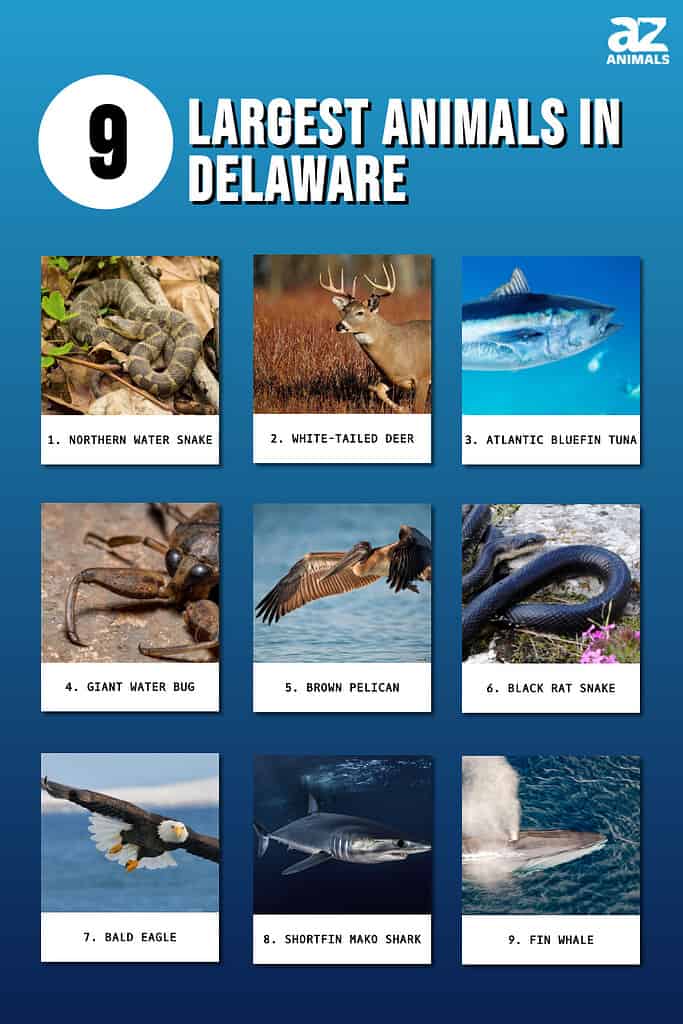 Infographic of 9 Largest Animals in Delaware