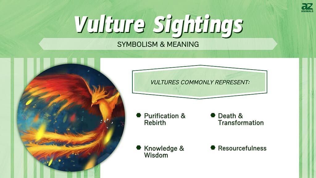 Vulture Sightings  infographic