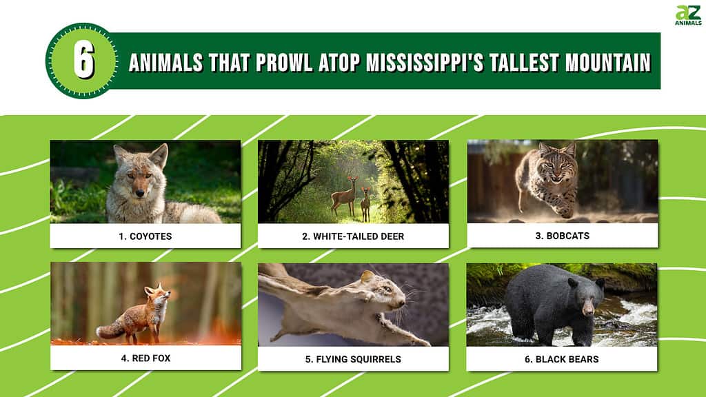 6 Animals That Prowl Atop Mississippi's Tallest Mountain