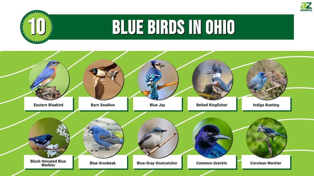 Picture graph of 10 Blue Birds in Ohio