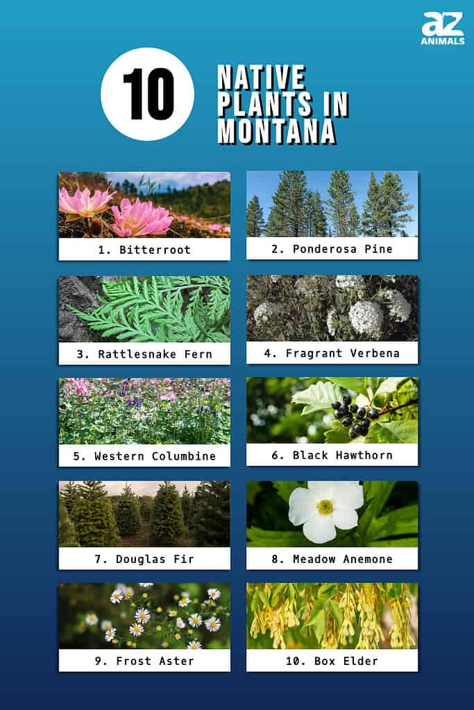 Infographic of 10 Native Plants in Montana 