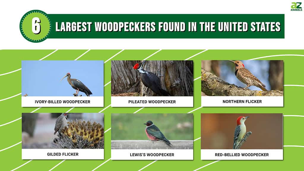 6 Largest Woodpeckers Found in the United States