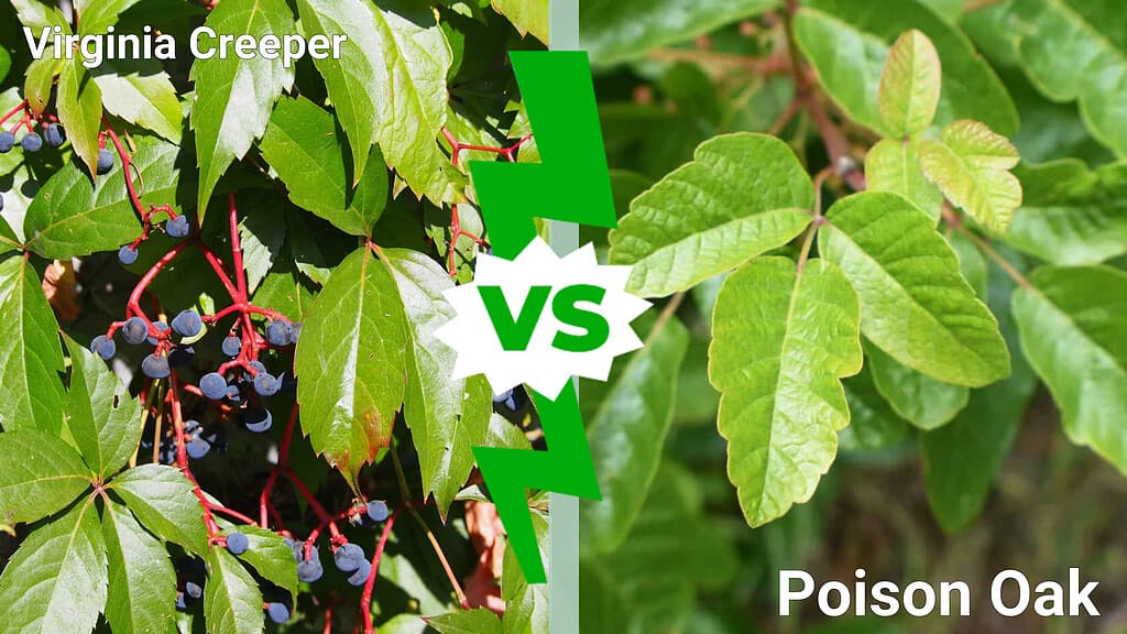 Virginia Creeper vs. Poison Oak: Which One Is More Dangerous? - A-Z Animals